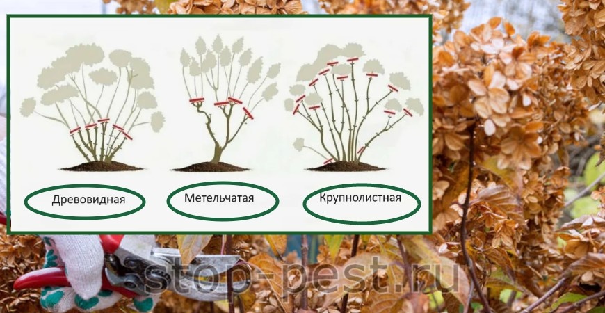 Осенняя обрезка гортензии, фото сайта https://stop-pest.ru/