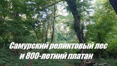 Самурский лиановый лес. 800-летний Платан. Как выглядит реликтовый лес Дагестана