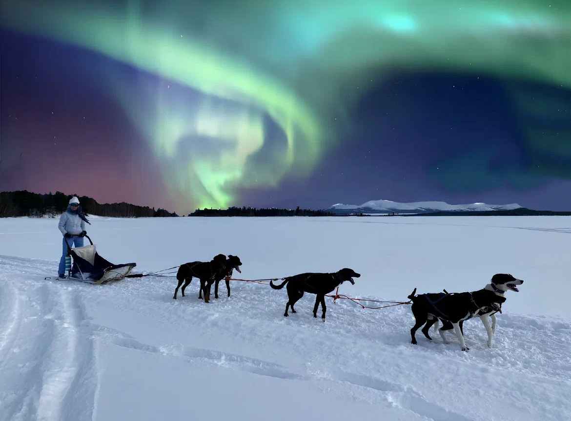 Аляскинские хаски