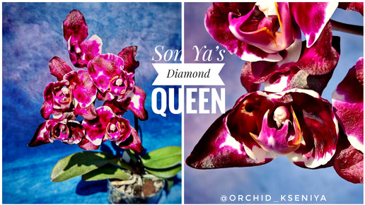 Phal. Son Ya’s Diamond Queen 💎👑 Домашнее цветение орхидеи Даймонд Куин от садовника Son Ya | Обзор сорта 🌸