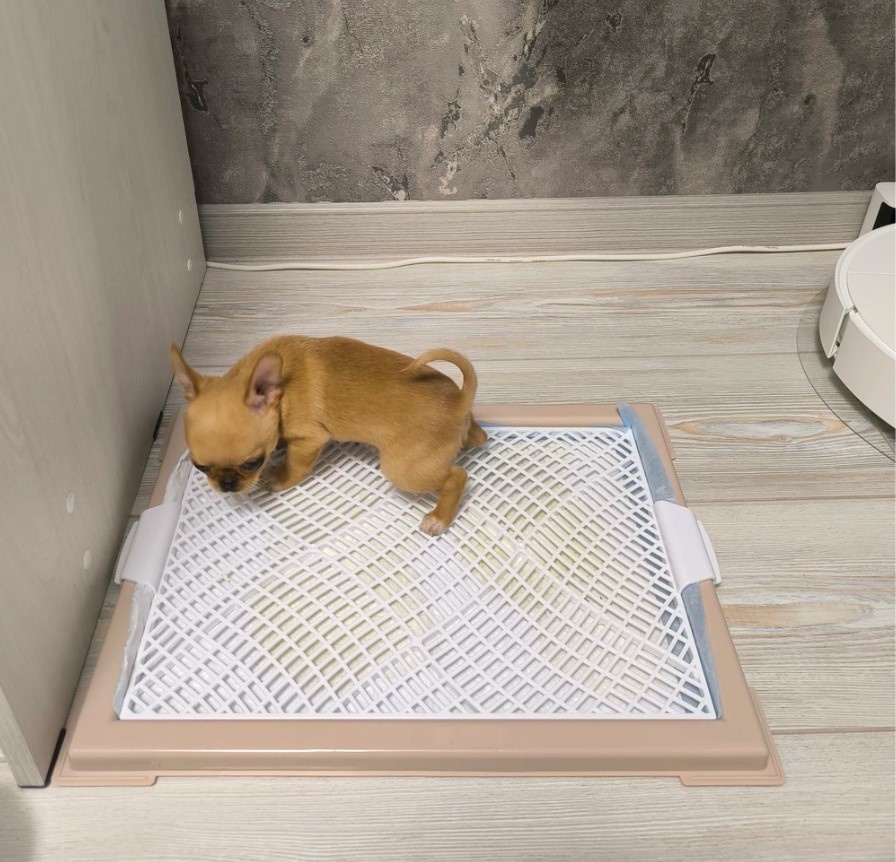 Щенок привыкает к новому лотку