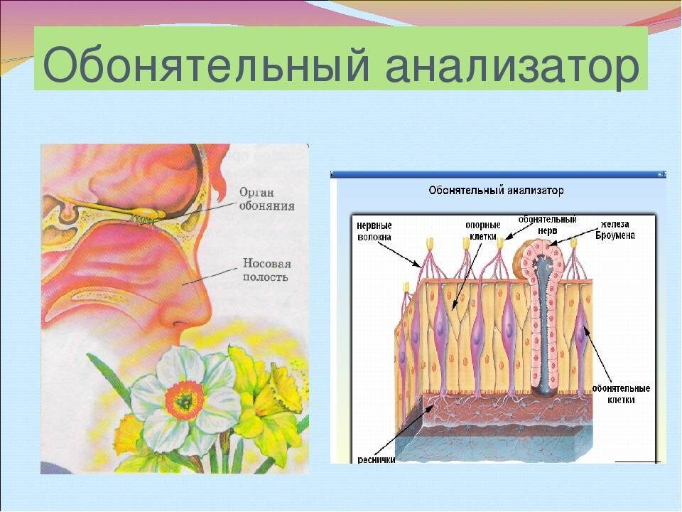 Обонятельный анализатор 