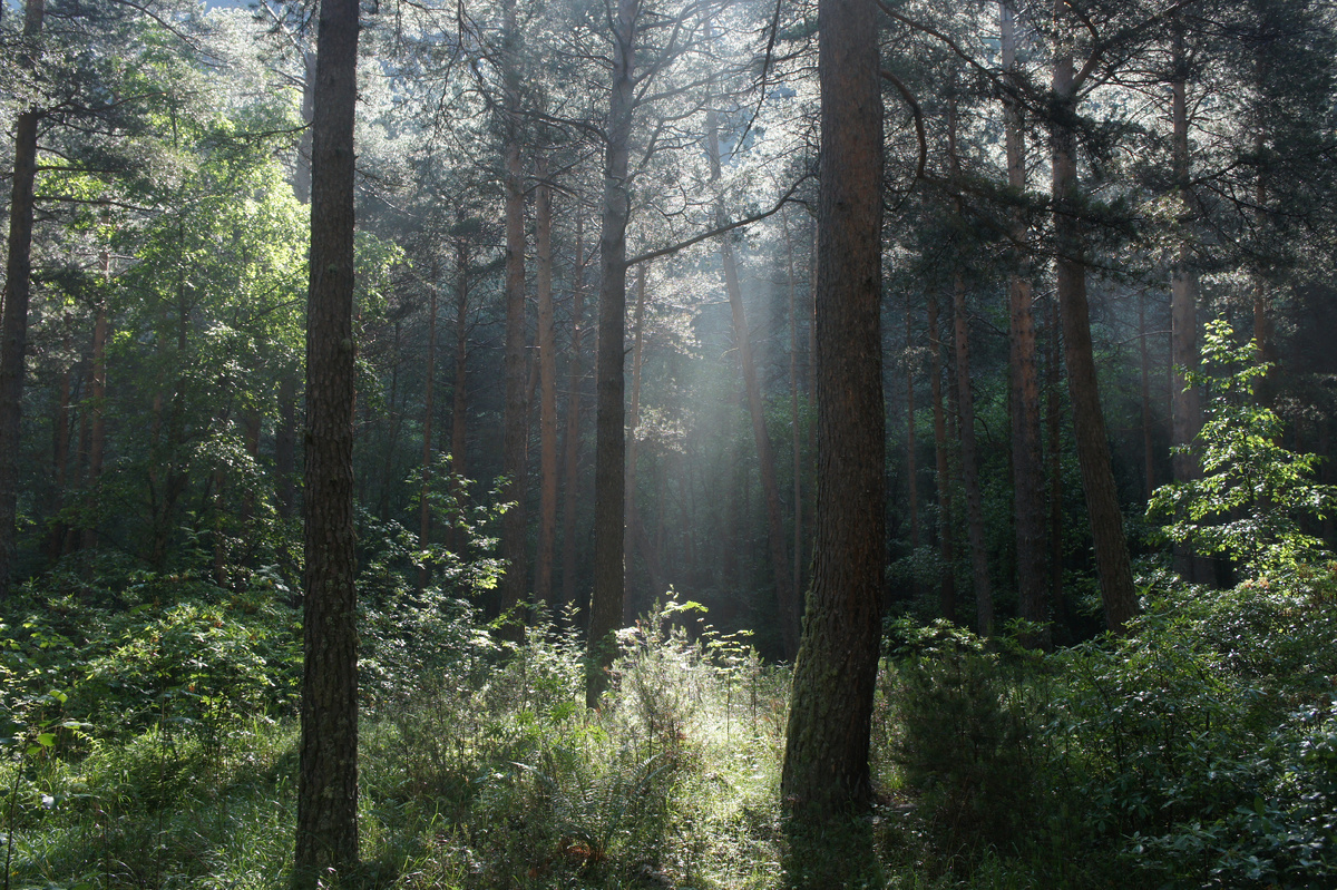 Летнее утро в кавказском лесу →