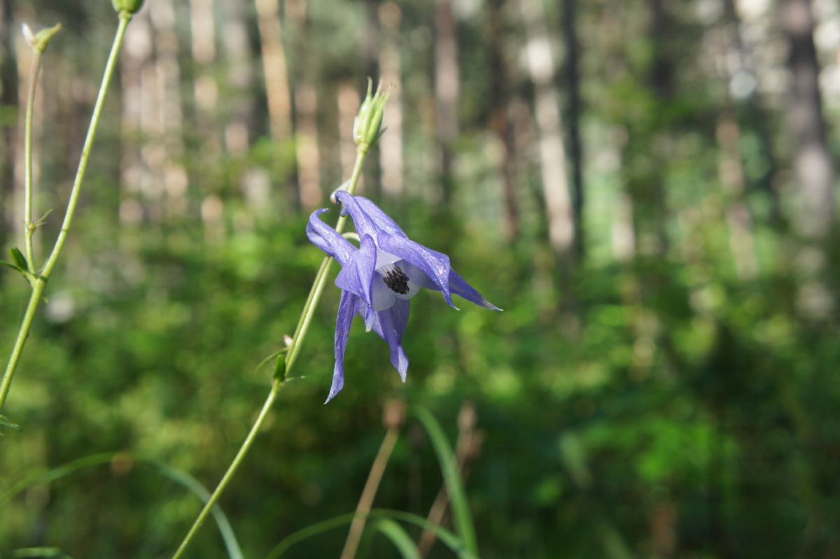 Водосбор олимпийский, или Водосбор кавказский (Aquilegia olympica) →