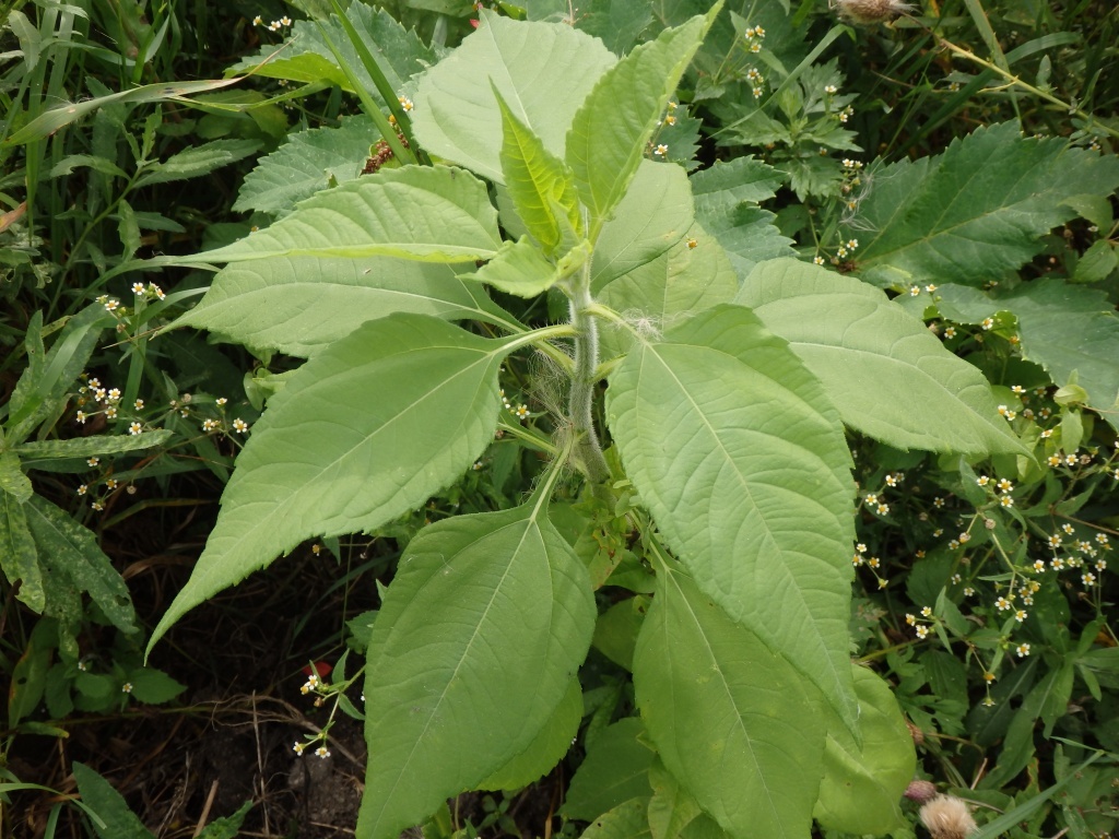  Растение топинамбура похоже на подсолнечник
