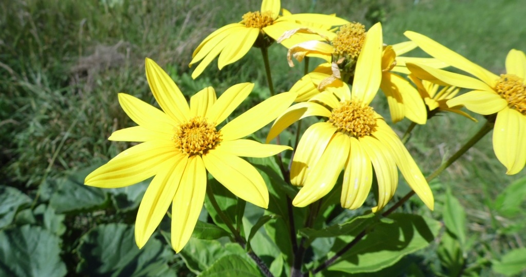 Топинамбур: выращивание, применение