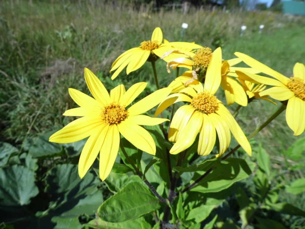  Топинамбур цветет