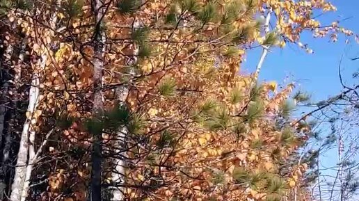 Багульника пьянящий аромат... 🌿🍂🌿🍂🌿