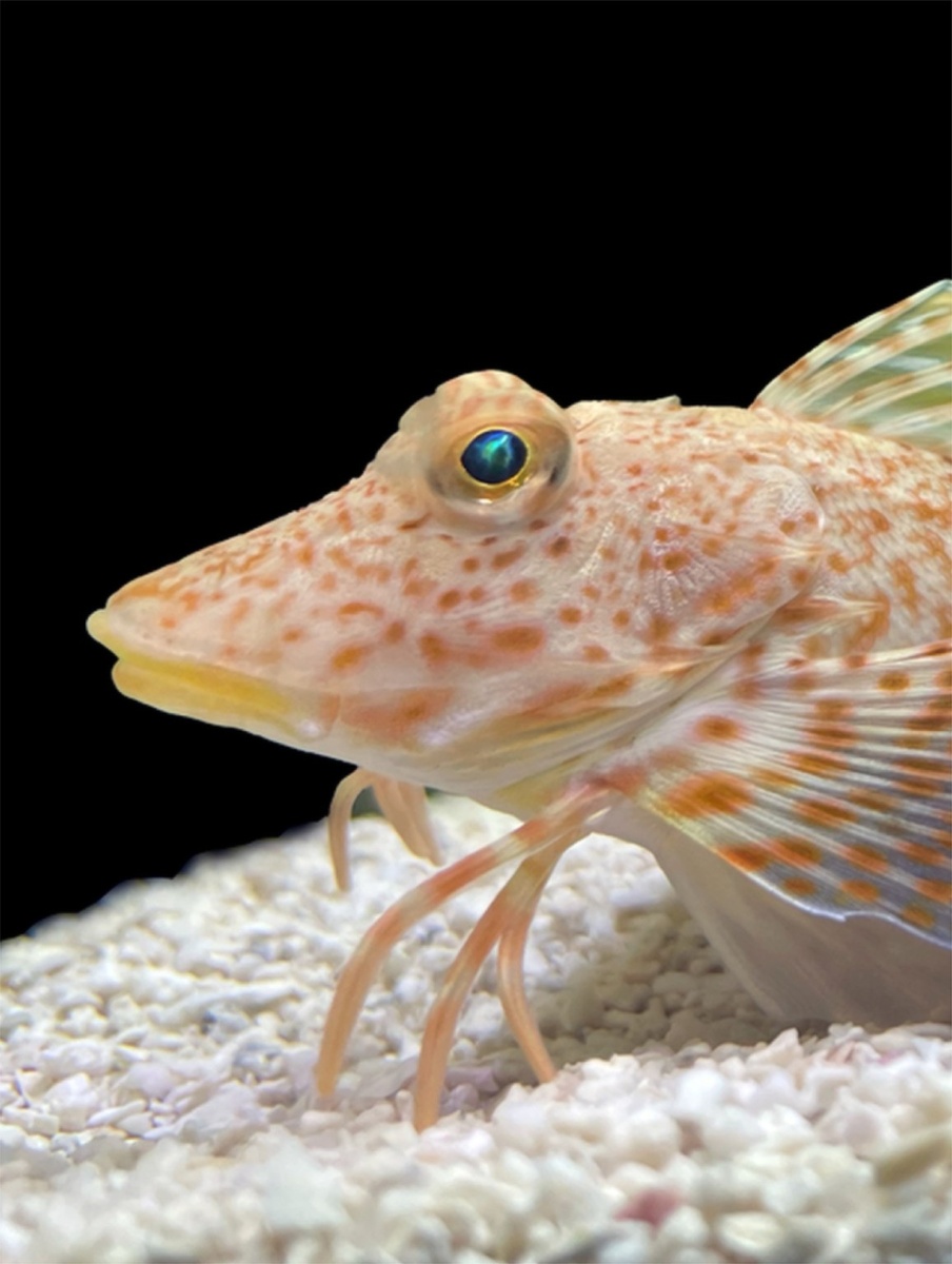 Морской робин Prionotus carolinus использует свои ноги как орган чувств для поиска пищи. АВТОР: Аник Грирсон.