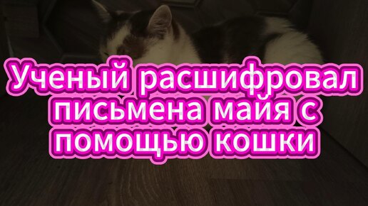 Ученый расшифровал письмена майя с помощью кошки