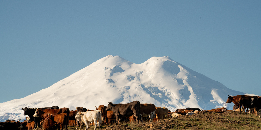 Дорога Кисловодск - Джилы-су: Эльбрус, туманы и коровы