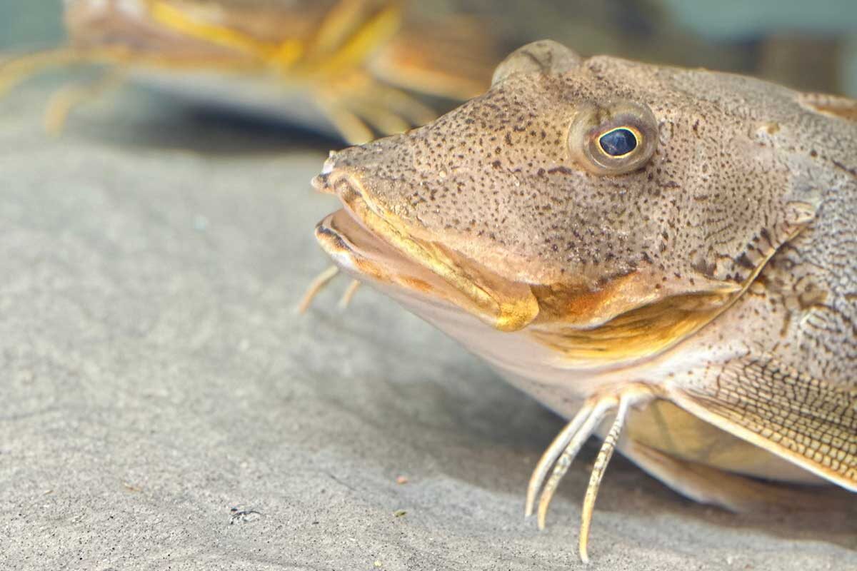 brokenhabits / Shutterstock / FOTODOM📷Ножкообразные придатки морских петухов играют роль органов чувств