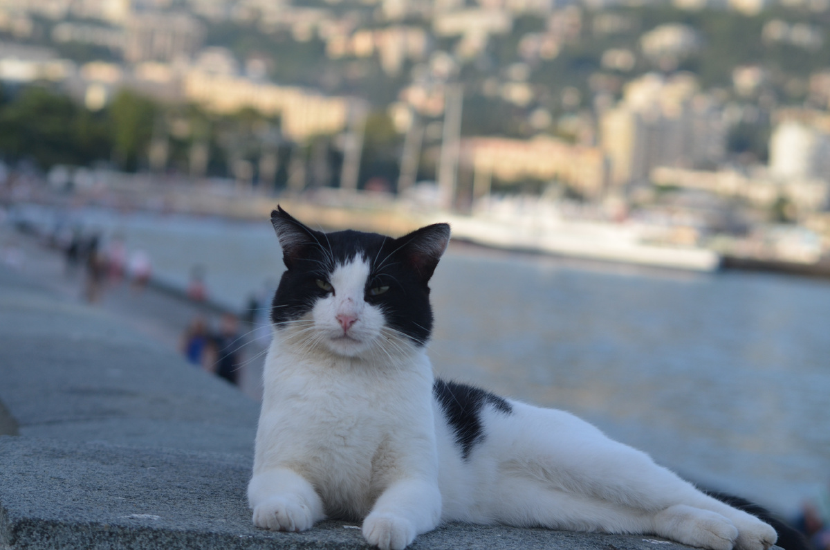Знаменитая кошка еа Набережной Ялты. Фото Яндекс.Картинки. 