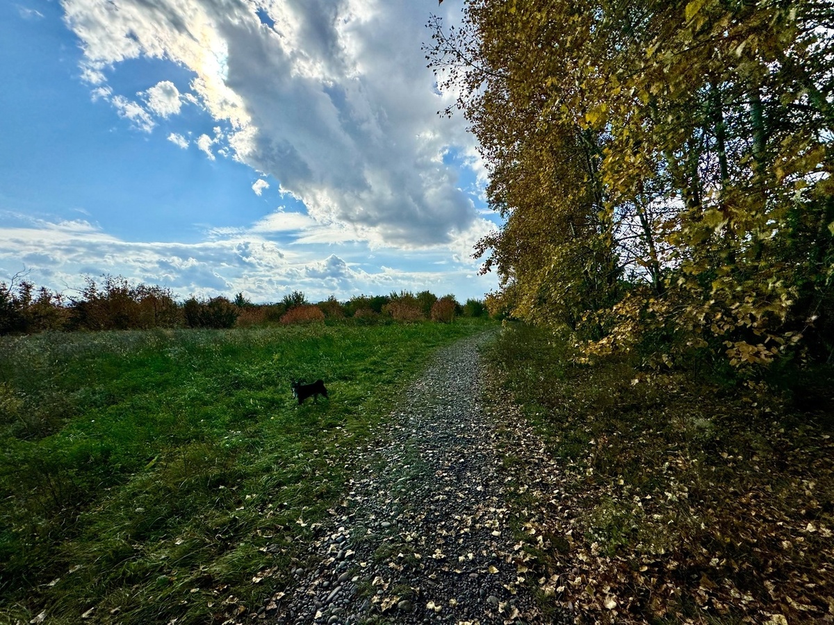 Ловили последнее тепло в парке. Сегодня с утра уже минусовая температура