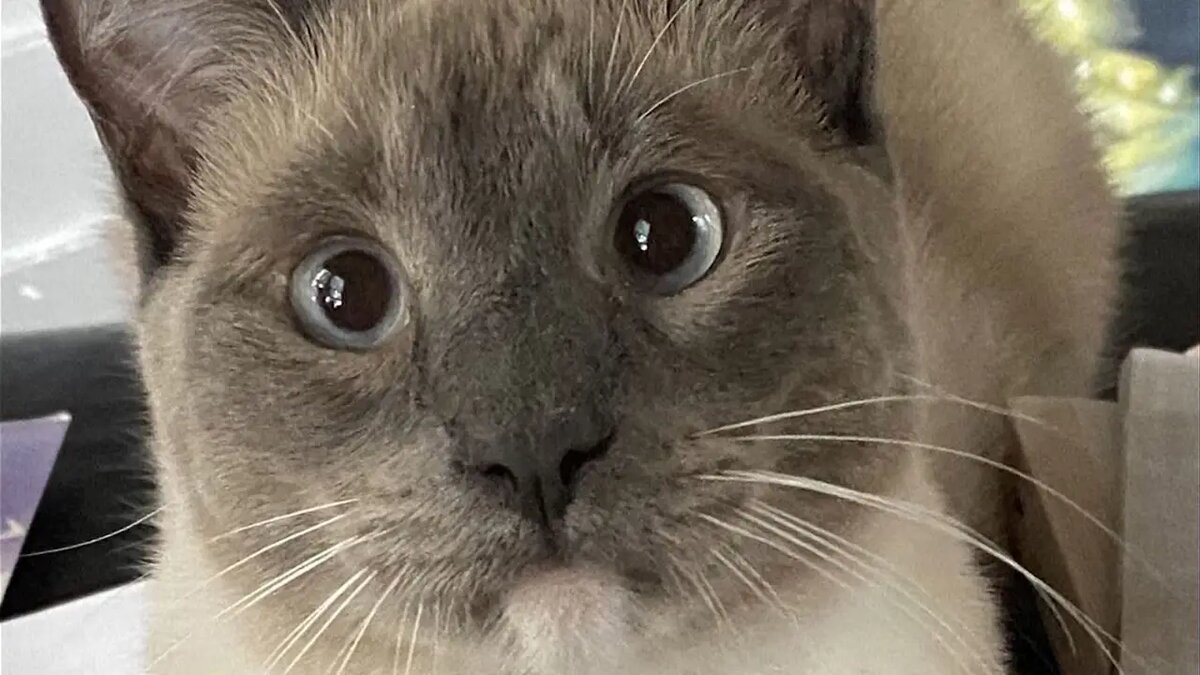   Во время прогулки кот сбежал в лес /Instagram