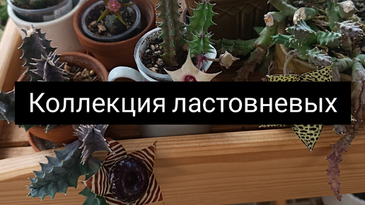 Коллекция ластовневых 🐍🐝☘️🌸