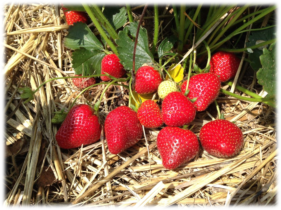 Кстати, Strawberry (клубника), в переводе с английского, означает «ягода на соломе».