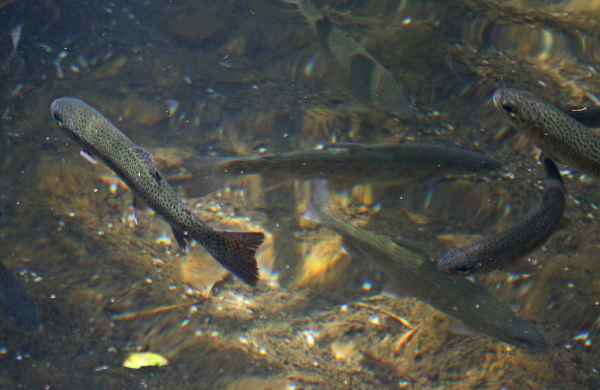 Фото: Радио Крым