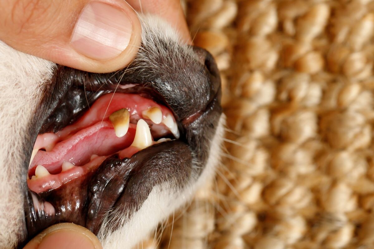 Зубной камень у собаки