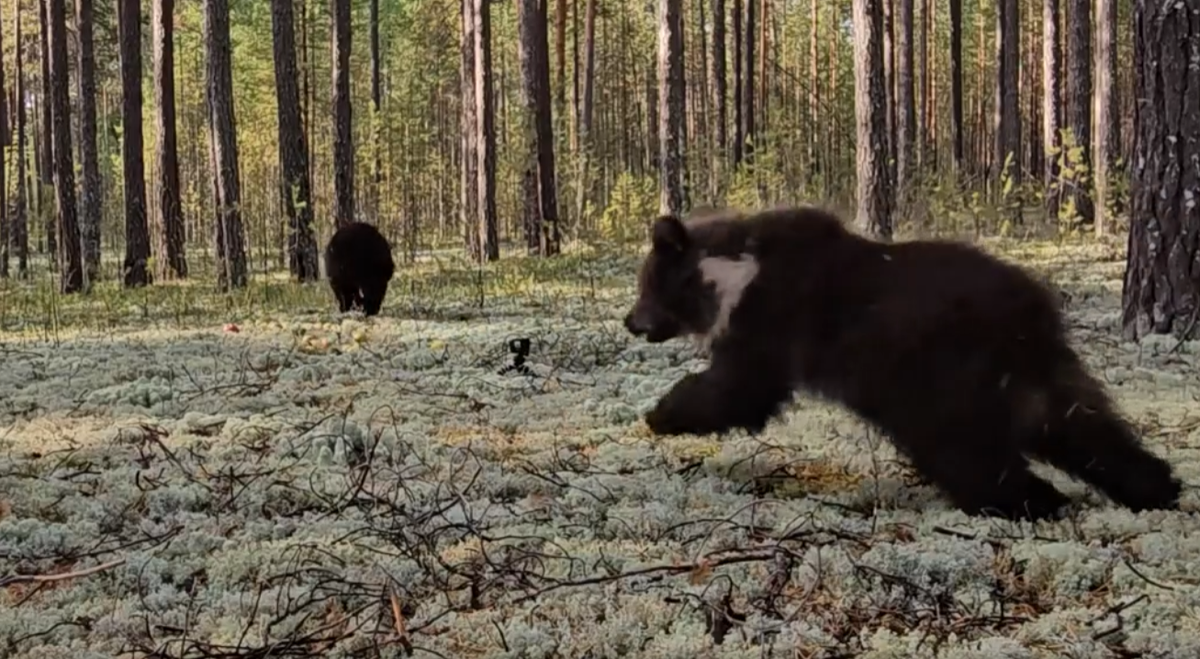    Медвежат, прошедших реабилитацию в Тверской области, выпустили в заповедник в Советском районе