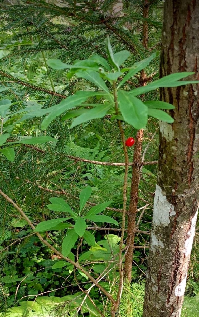 Волчеягодник обыкновенный - самый раннецветущий кустарник средней полосы России: его розовые душистые цветы распускаются задолго до появления листьев, в апреле, когда в лесу ещё лежит снег, и опыляется он только насекомыми, которых привлекает сладкий нектар у основания завязи.