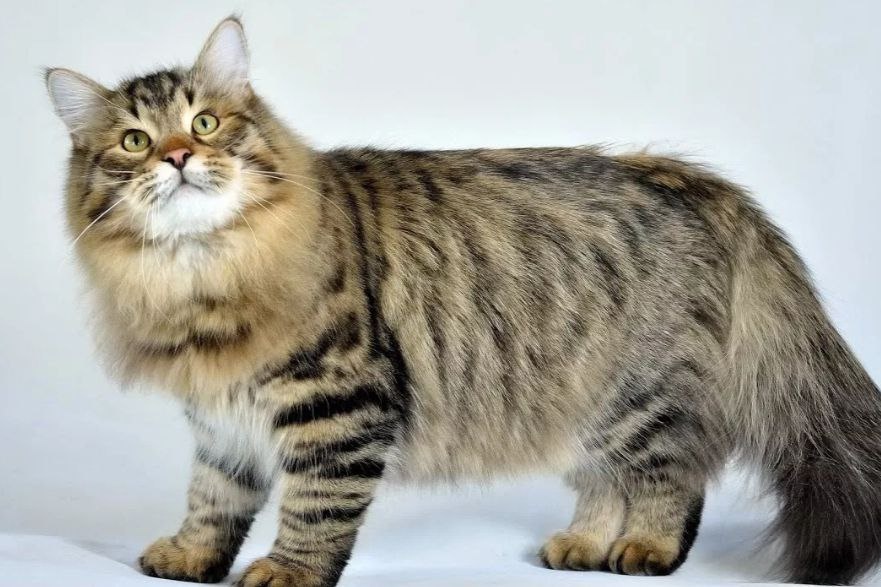 Сибирская кошка