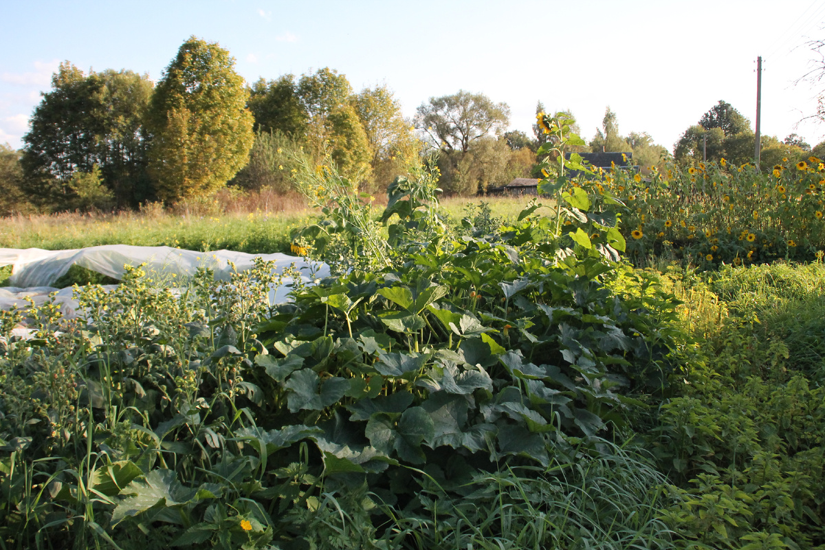 Тут будет деревня хоббитов по фэн шу. Фото Автора.