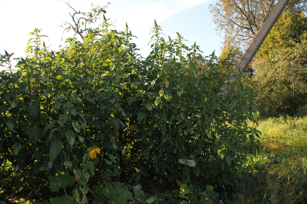 Тут будет деревня хоббитов по фэн шу. Фото Автора. 