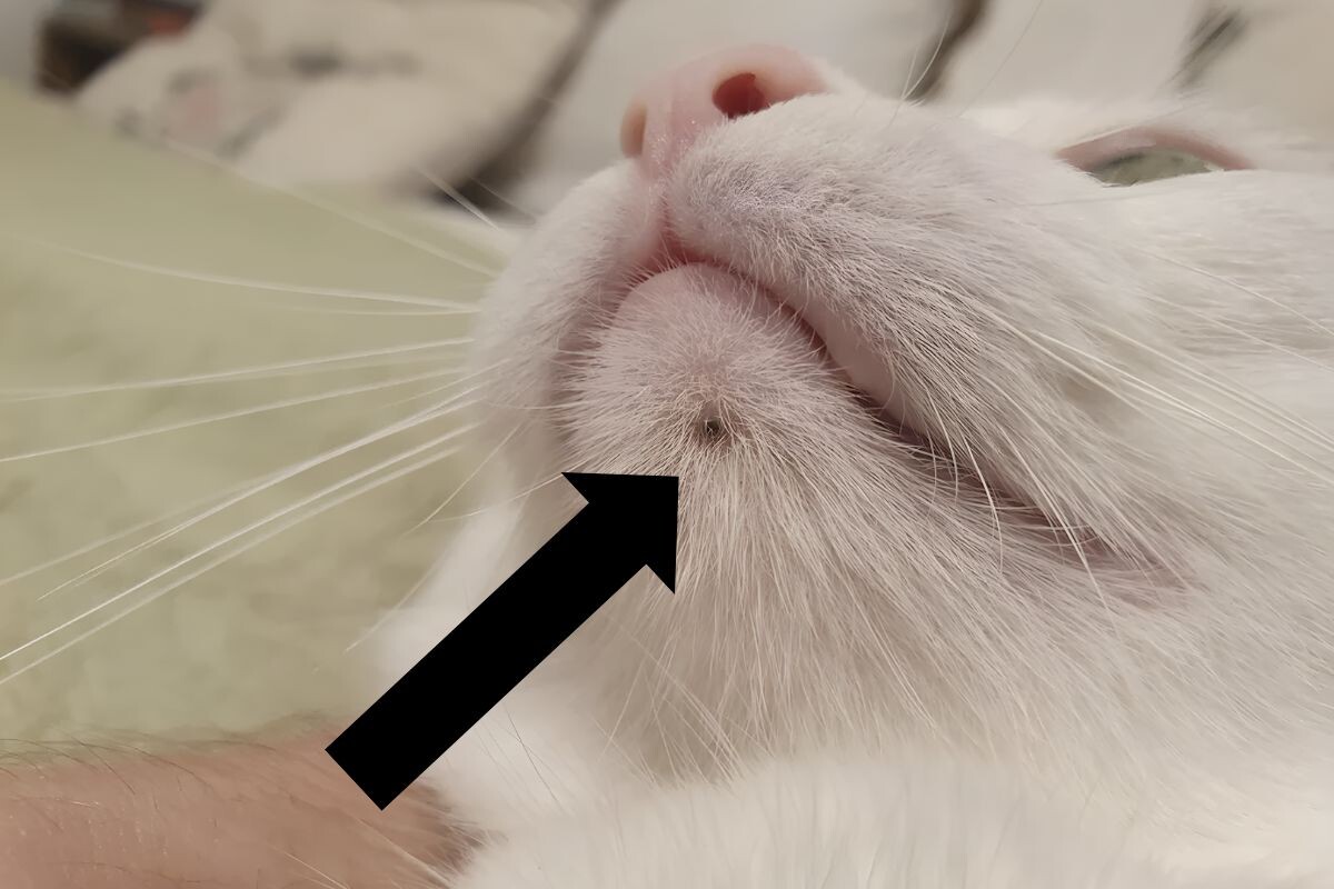 Акне у кошки 