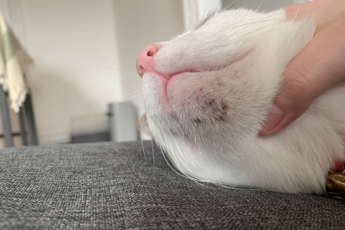 Чёрные точки на подбородке у кошки