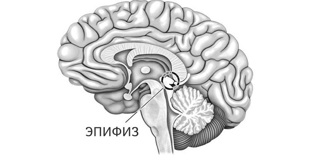 Шишковидная железа или эпифиз: что это и за что она отвечает?