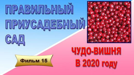 Правильный приусадебный сад. Фильм 15 О плодоношении Чудо-вишни.