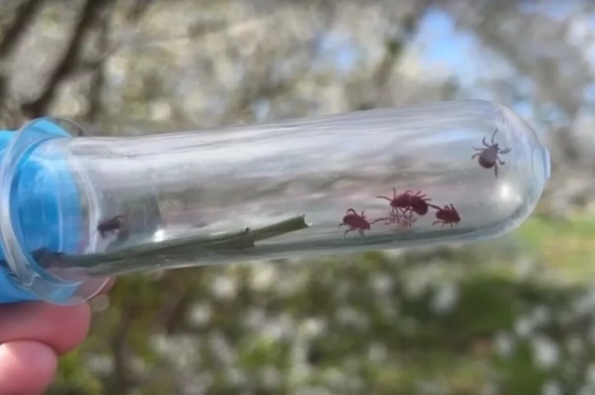    Еще восемь детей пострадали от укусов клещей в Псковской области за неделю