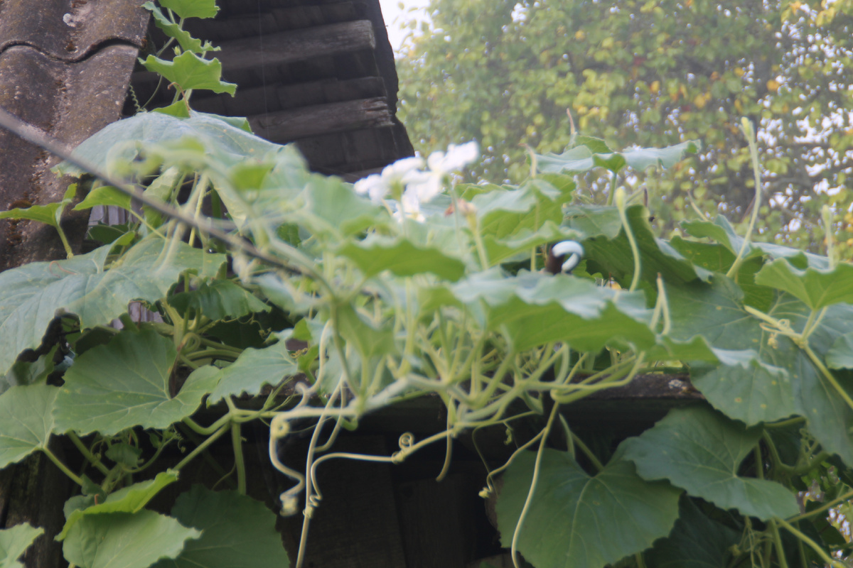 Домик в деревне. Лагенария на крыше. Фото Автора.