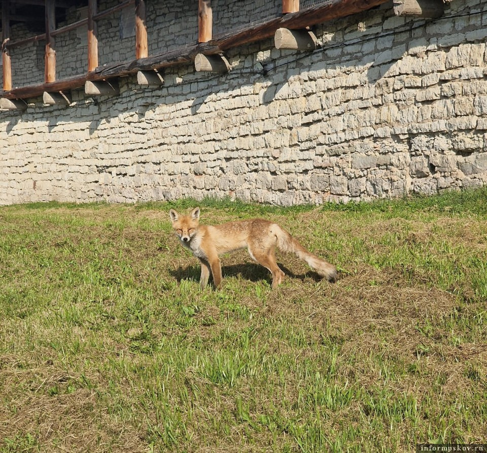 Лиса вернулась в Псковский кремль. Фото здесь и далее: пресс-служба Псковского музея-заповедника