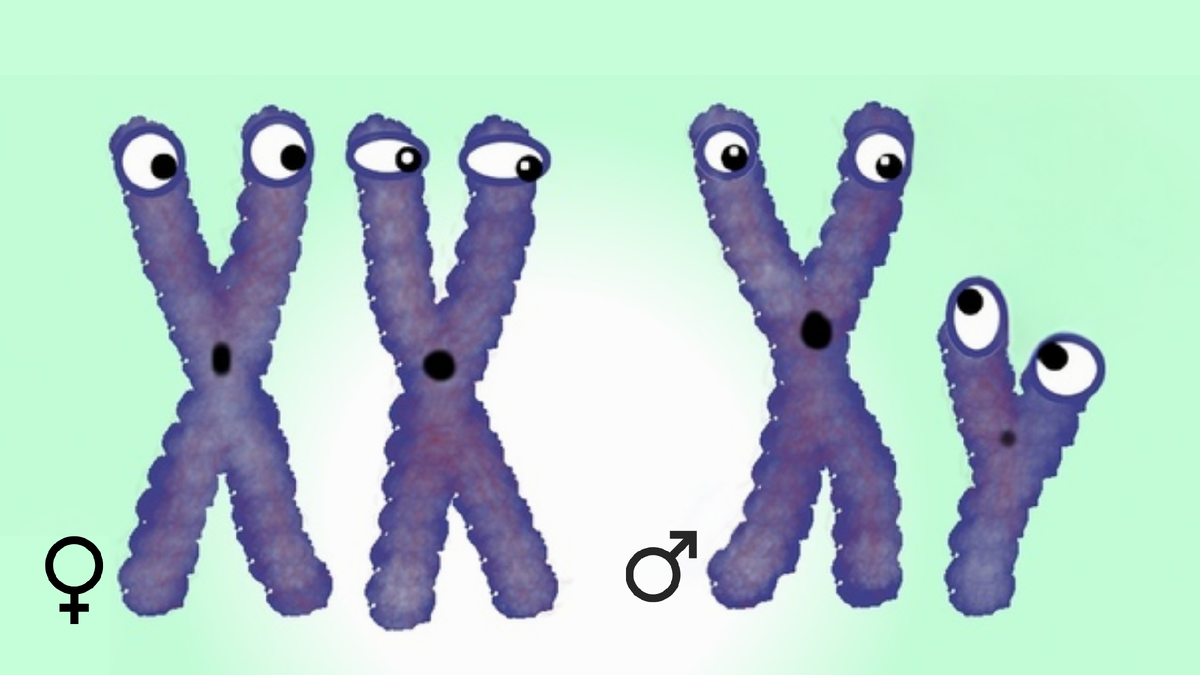 ХХ = девочка, ХY = мальчик