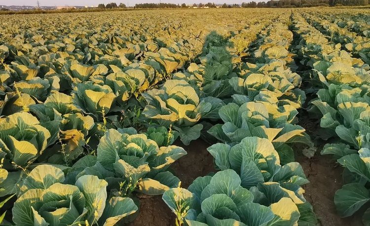    Аммиачная селитра - самое популярное удобрение в российском сельском хозяйстве: советы по применению