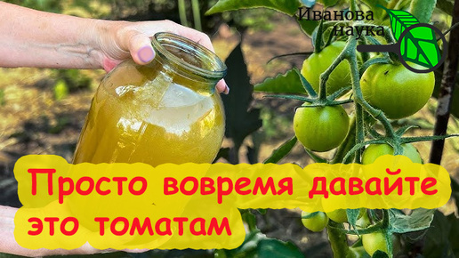 ТОМАТЫ СОБИРАЮ ВЕДРАМИ ДО ГЛУБОКОЙ ОСЕНИ! Просто дайте это томатам - и они заваливают урожаем!