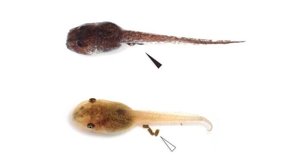   Bun Ito and Yasukazu Okada / Ecology, 2024