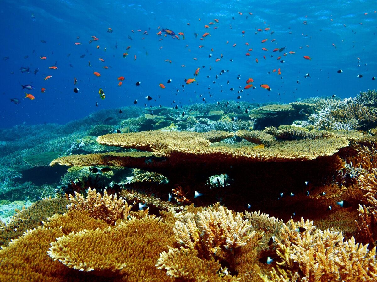    Дайвинг в Красном море на территории Национального заповедника Набк© РИА Новости / Антон Денисов