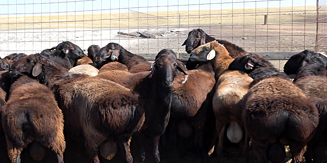 О содержании и кормлении эдильбаевских овец в разных условиях хозяйствования и разных климатических зонах РФ