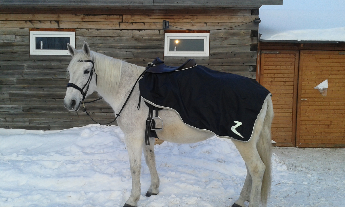 собрались в лес верхом. 2016