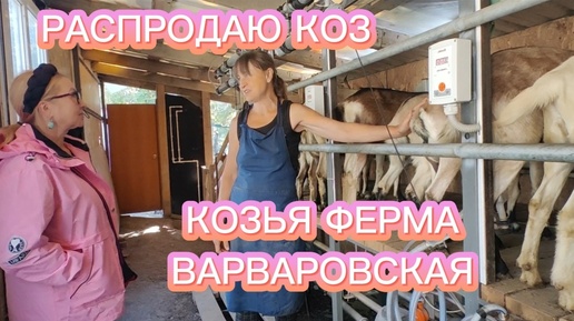 Почему я распродаю коз | Ферма в Варваровке ждет энтузиастов