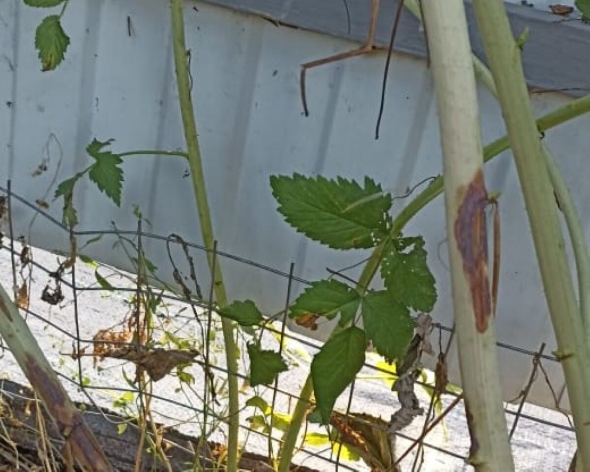 Характерное проявление Дидимелы