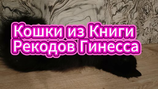 Кошки из Книги рекордов Гинесса