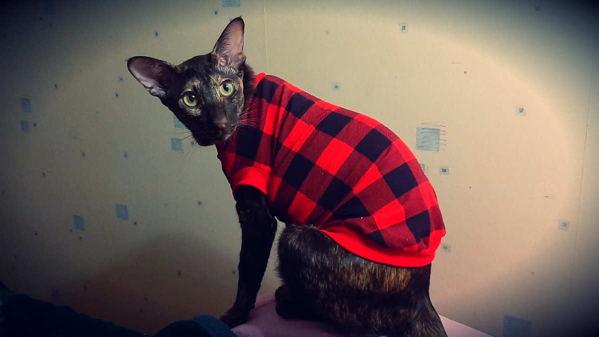 Бросай кружок, мамуля, иначе я начну предпринимать карательные меры...