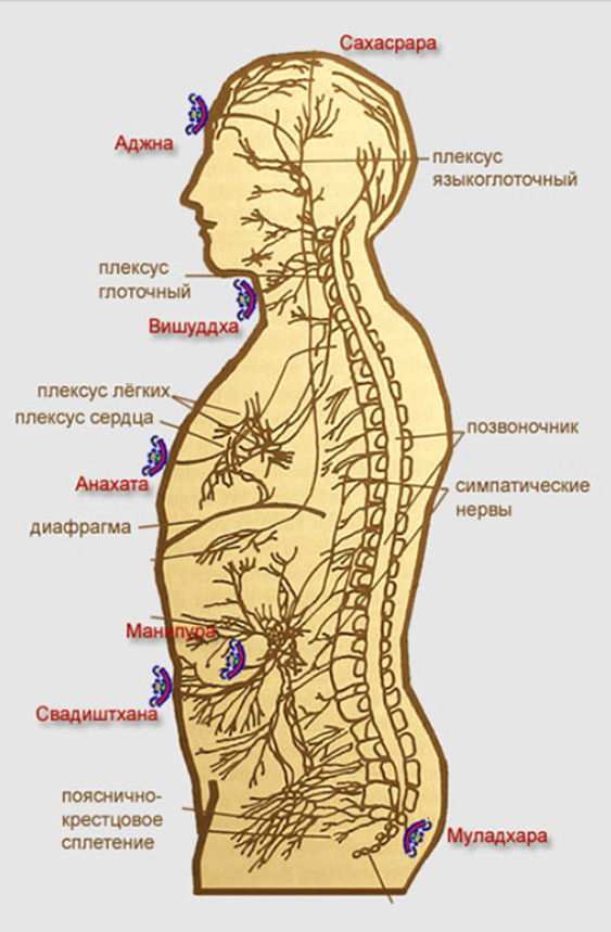 Расположение чакр по теории Мотоямы (Ледбитера)