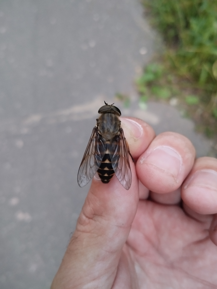 Судетский слепень (Tabanus sudeticus) в руках.