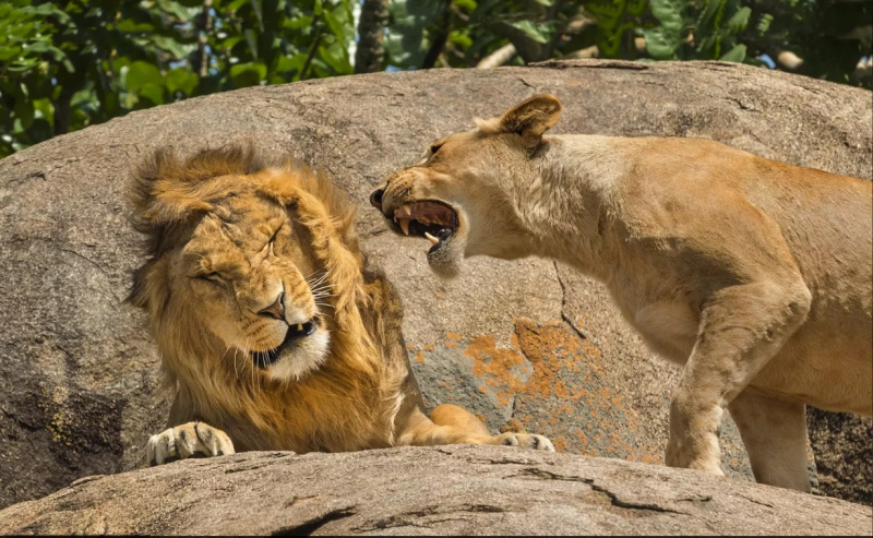    Названы финалисты конкурса самых смешных фотографий дикой природыcomedywildlifephoto.com