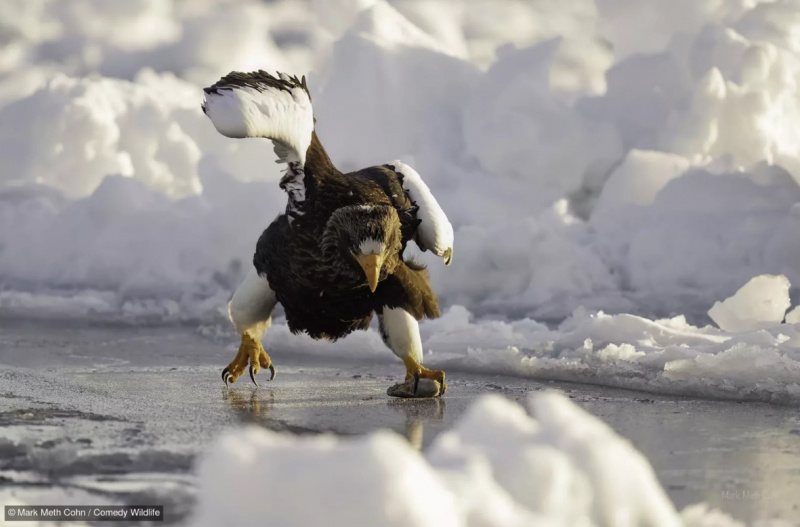    Названы финалисты конкурса самых смешных фотографий дикой природыcomedywildlifephoto.com